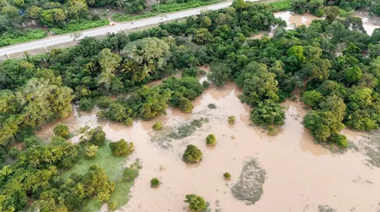Reportan muerte de 200 cabezas de ganado en Beni ante inundaciones