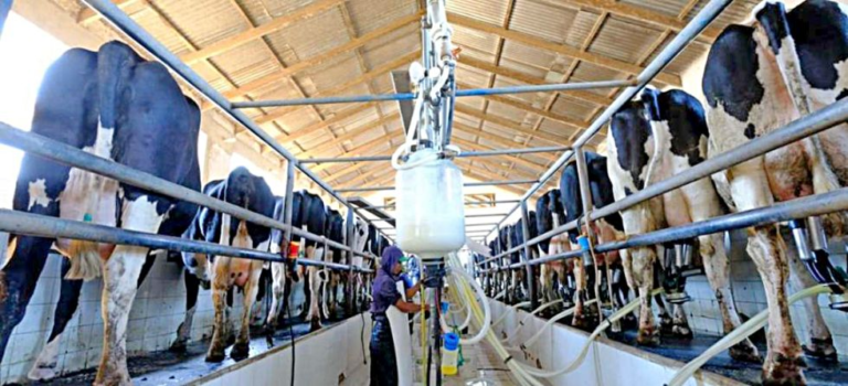 Santa Cruz: Cierran 100 lecherías y cae producción en 20%