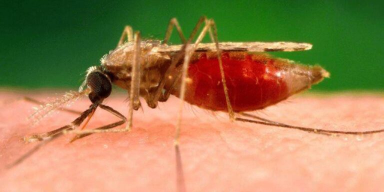 En Riberalta inician campaña para desinfectar 850 viviendas y proteger a más de 2.400 habitantes de la malaria