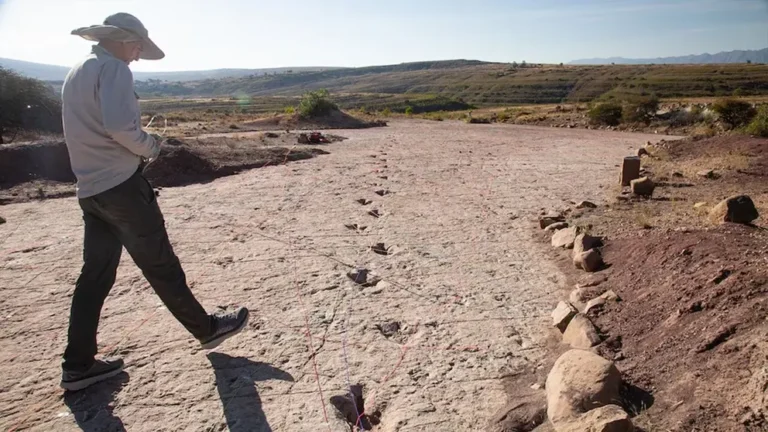 Descubrieron 16.600 huellas de dinosaurios en Bolivia: “Muestran una diversidad y comportamientos nunca vistos”